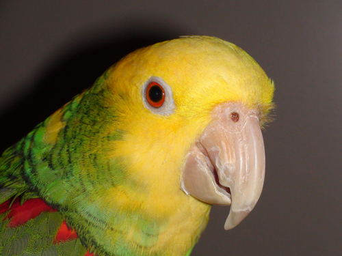 Normal yellow-headed Amazon parrot