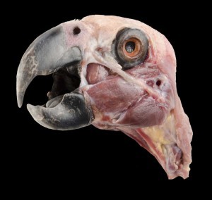 Grey parrot (Psittacus erithacus erithacus) superficial dissection of the head.