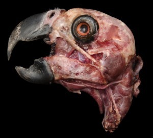 Deeper dissection of the same grey parrot above.