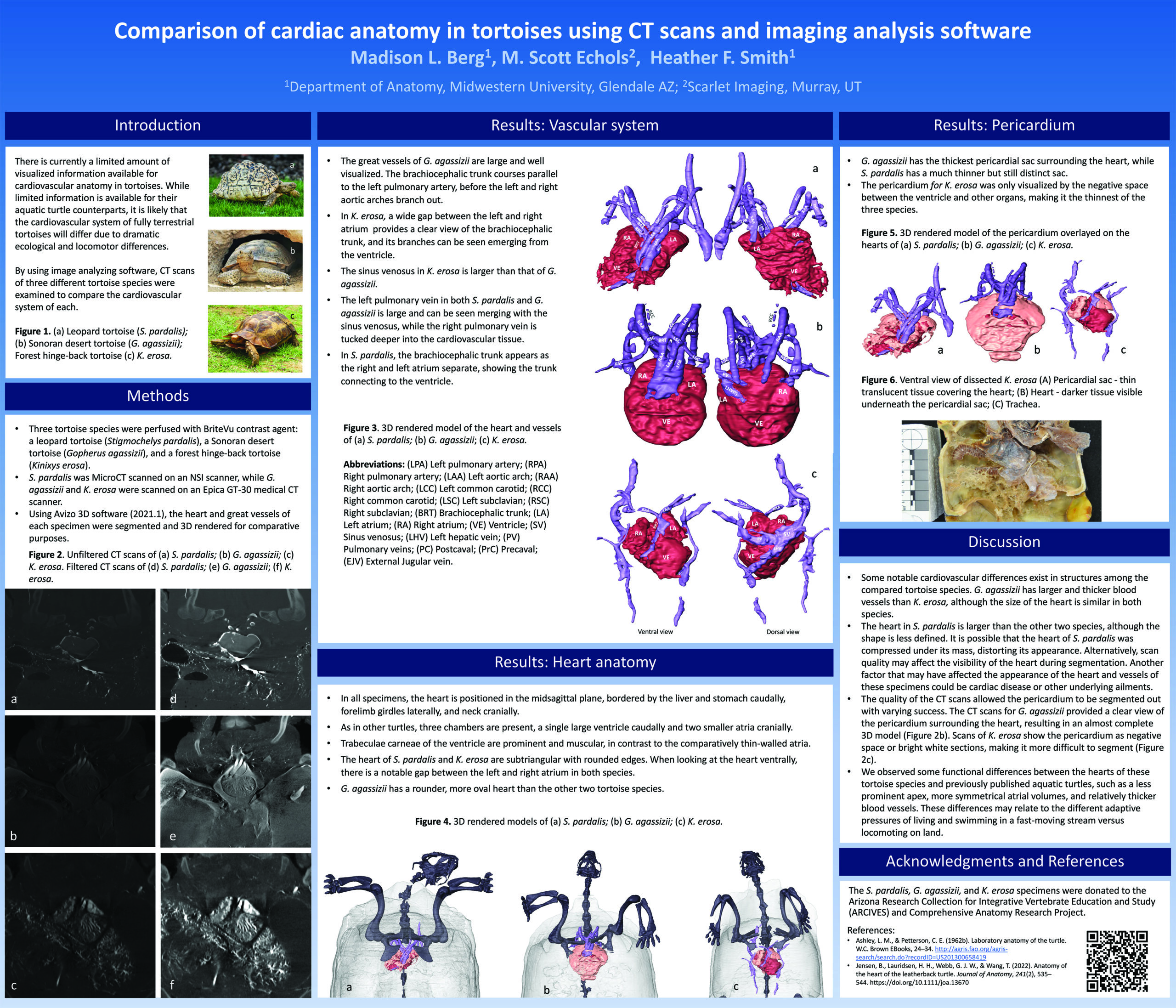 Comparison of cardiac anatomy in tortoises using CT scans and im