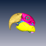 Digital segmentation of the bones of the head of a large macaw (Ara sp)