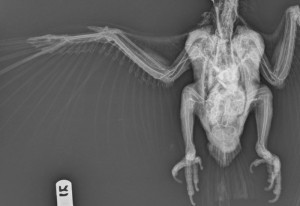 Arteriovenogram (standard radiograph) of a blue throated macaw (Ara glaucogularis).