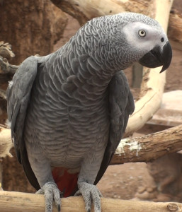 The grey parrot (Psittacus erithacus erithacus) is the focus of the study.